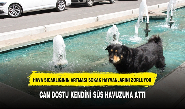 CAN DOSTU KENDİNİ SÜS HAVUZUNA ATTI
