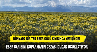 Dünyada Bir Tek Eber Gölü Kıyısında Yetişiyor!