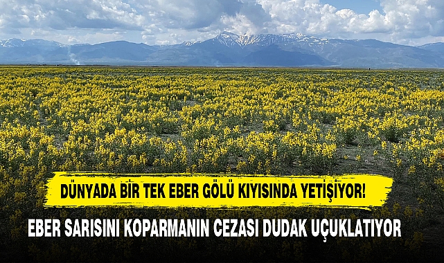 Dünyada Bir Tek Eber Gölü Kıyısında Yetişiyor!