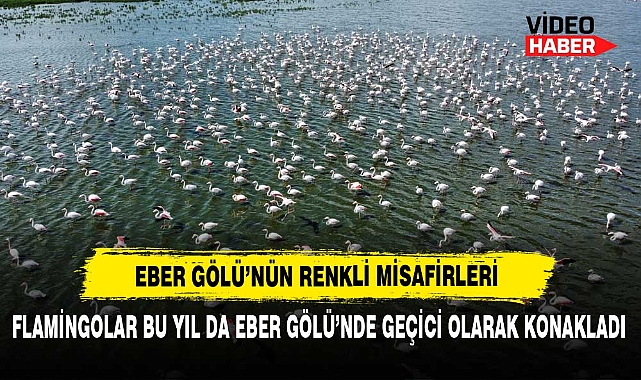 Eber Gölü’nün Renkli Misafirleri: Flamingolar Bu Yıl da Eber Gölü’nde Geçici Olarak Konakladı