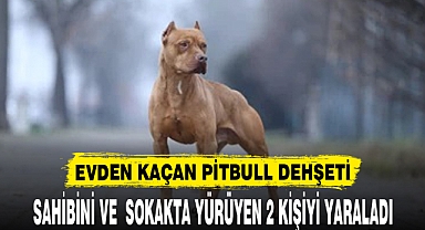 EVDEN KAÇAN PİTBULL DEHŞETİ, SAHİBİNİ VE 2 KİŞİYİ YARALADI