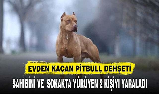 EVDEN KAÇAN PİTBULL DEHŞETİ, SAHİBİNİ VE 2 KİŞİYİ YARALADI