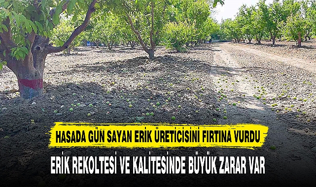 HASADA GÜN SAYAN ERİK ÜRETİCİSİNİ FIRTINA VURDU