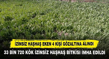 İzinsiz Haşhaş Eken 4 Kişi Gözaltına Alındı
