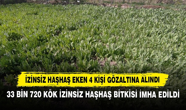 İzinsiz Haşhaş Eken 4 Kişi Gözaltına Alındı