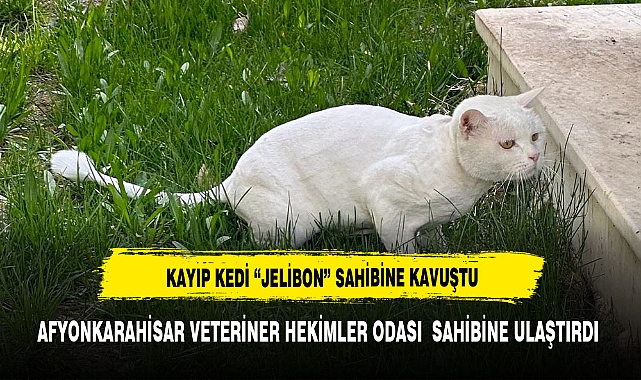 KAYIP KEDİ “JELİBON” SAHİBİNE KAVUŞTU
