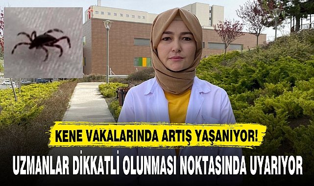 KENE VAKALARINDA ARTIŞ YAŞANIYOR!