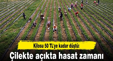 Kilosu 50 TL'ye kadar düştü: Çilekte açıkta hasat zamanı