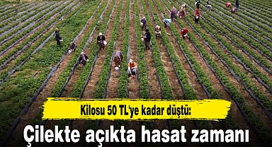 Kilosu 50 TL'ye kadar düştü: Çilekte açıkta hasat zamanı