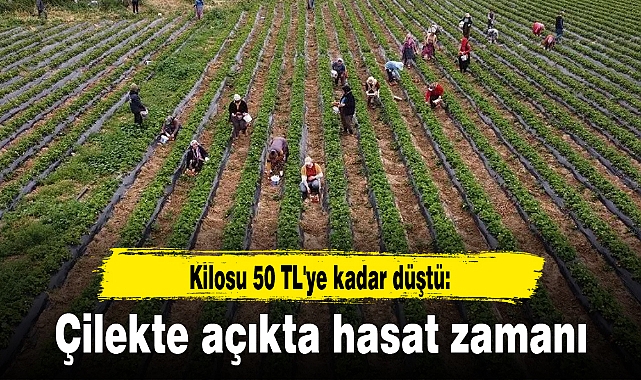 Kilosu 50 TL'ye kadar düştü: Çilekte açıkta hasat zamanı