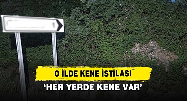 O İlde Kene İstilası: ‘Her Yerde Kene Var’