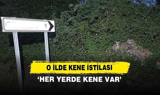 O İlde Kene İstilası: ‘Her Yerde Kene Var’