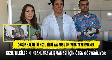 Öksüz Kalan İki Kızıl Tilki Yavrusu Üniversiteye Emanet