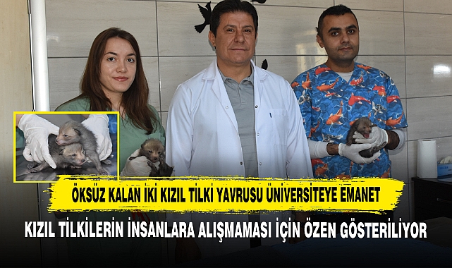 Öksüz Kalan İki Kızıl Tilki Yavrusu Üniversiteye Emanet