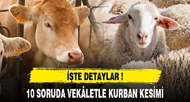10 SORUDA VEKÂLETLE KURBAN KESİMİ