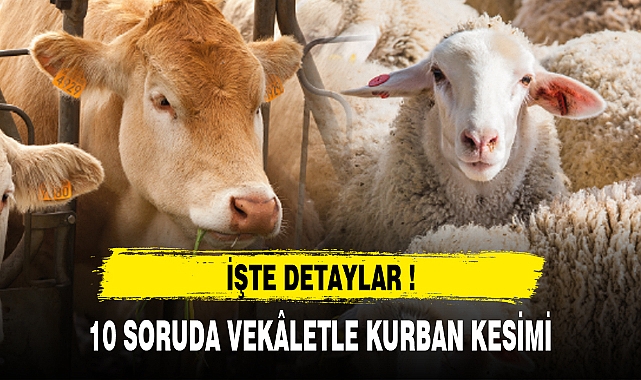 10 SORUDA VEKÂLETLE KURBAN KESİMİ