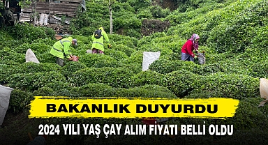 2024 YILI YAŞ ÇAY ALIM FİYATI BELLİ OLDU