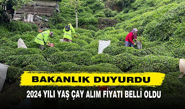 2024 YILI YAŞ ÇAY ALIM FİYATI BELLİ OLDU
