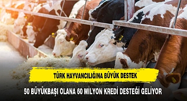 50 büyükbaşı olana 60 milyon lira kredi