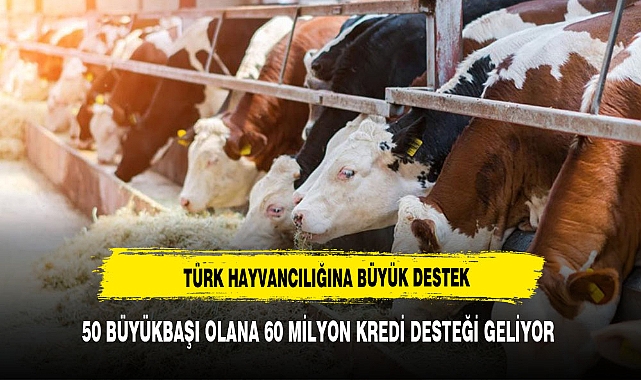 50 büyükbaşı olana 60 milyon lira kredi