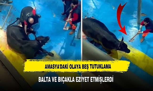 AMASYA'DA BÜYÜKBAŞ HAYVANA BALTA VE BIÇAKLA EZİYET EDEN 5 KİŞİ TUTUKLANDI