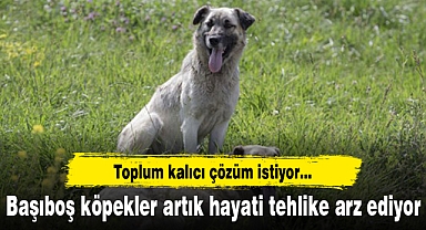 Başıboş köpekler artık hayati tehlike arz ediyor