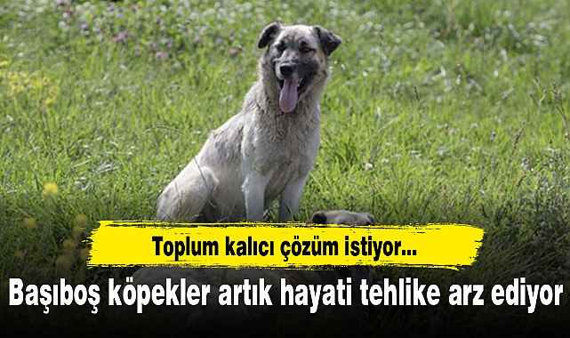 Başıboş köpekler artık hayati tehlike arz ediyor