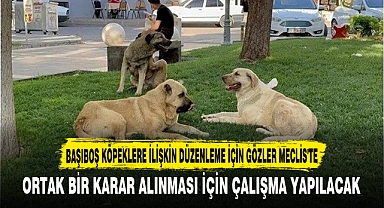 BAŞIBOŞ KÖPEKLERE İLİŞKİN DÜZENLEME İÇİN GÖZLER MECLİS'TE