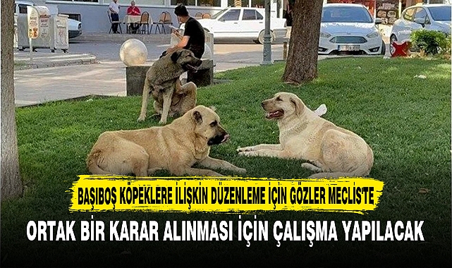 BAŞIBOŞ KÖPEKLERE İLİŞKİN DÜZENLEME İÇİN GÖZLER MECLİS'TE