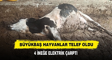 Büyükbaş Hayvanlar Telef Oldu: 4 İneğe Elektrik Çarptı