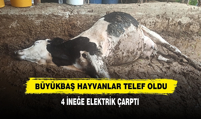 Büyükbaş Hayvanlar Telef Oldu: 4 İneğe Elektrik Çarptı
