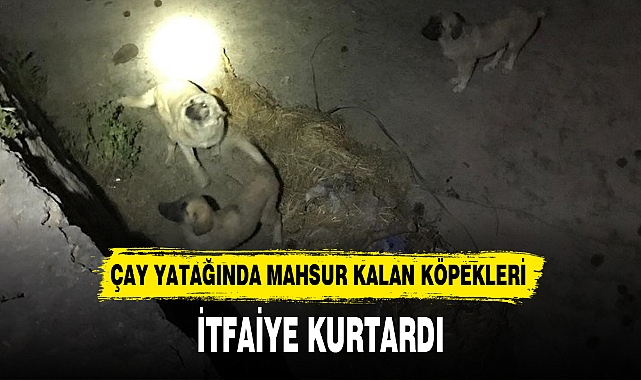 ÇAY YATAĞINDA MAHSUR KALAN KÖPEKLERİ İTFAİYE KURTARDI