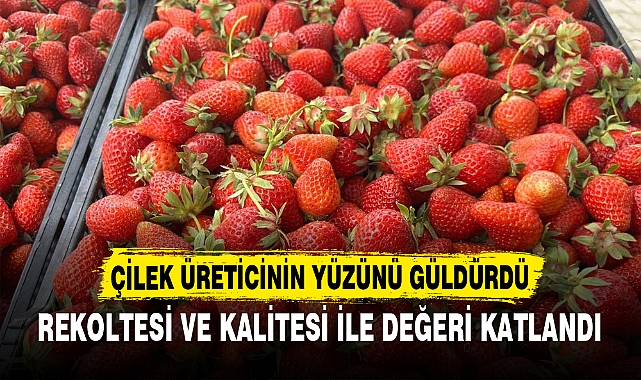 ÇİLEK ÜRETİCİNİN YÜZÜNÜ GÜLDÜRDÜ