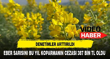 EBER SARISINI BU YIL KOPARMANIN CEZASI 387 BİN TL OLDU