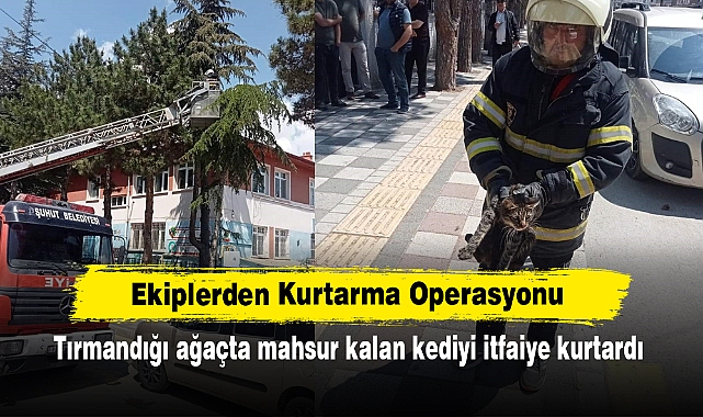 Ekiplerden Kurtarma Operasyonu: Tırmandığı ağaçta mahsur kalan kediyi itfaiye kurtardı