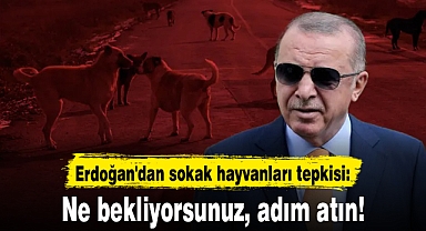 Erdoğan'dan sokak hayvanları tepkisi: Ne bekliyorsunuz, adım atın!