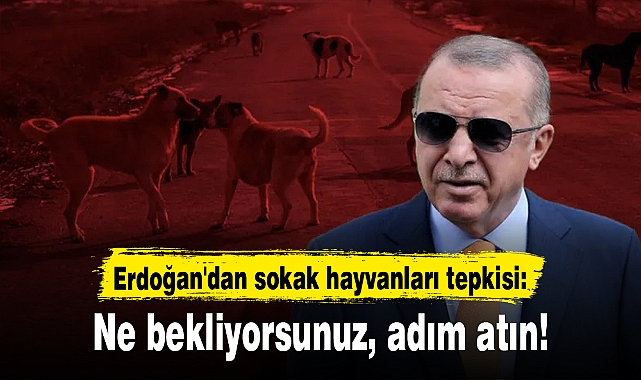 Erdoğan'dan sokak hayvanları tepkisi: Ne bekliyorsunuz, adım atın!