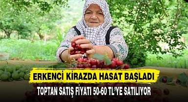 ERKENCİ KİRAZDA HASAT BAŞLADI