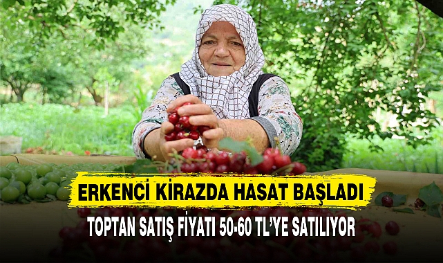 ERKENCİ KİRAZDA HASAT BAŞLADI