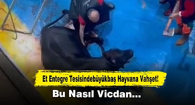 Et Entegre Tesisindebüyükbaş Hayvana Vahşet! Bu Nasıl Vicdan…