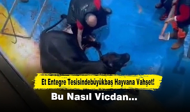 Et Entegre Tesisindebüyükbaş Hayvana Vahşet! Bu Nasıl Vicdan…
