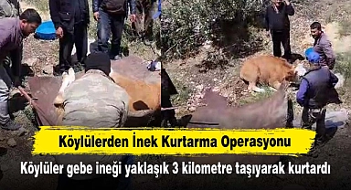 Köylülerden İnek Kurtarma Operasyonu! Köylüler gebe ineği yaklaşık 3 kilometre taşıyarak kurtardı