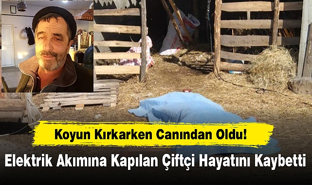 Koyun Kırkarken Canından Oldu!