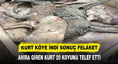 KURT KÖYE İNDİ SONUÇ FELAKET