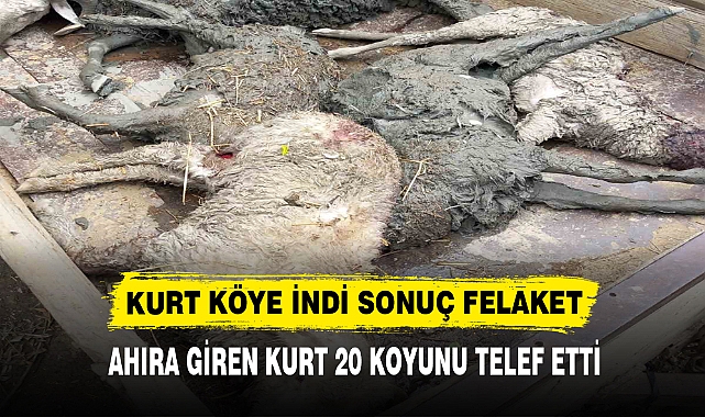 KURT KÖYE İNDİ SONUÇ FELAKET