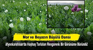 Mor ve Beyazın Büyülü Dansı: Afyonkarahisar'da Haşhaş Tarlaları Rengarenk Bir Görünüme Büründü!