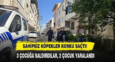 Sahipsiz Köpekler Korku Saçtı!