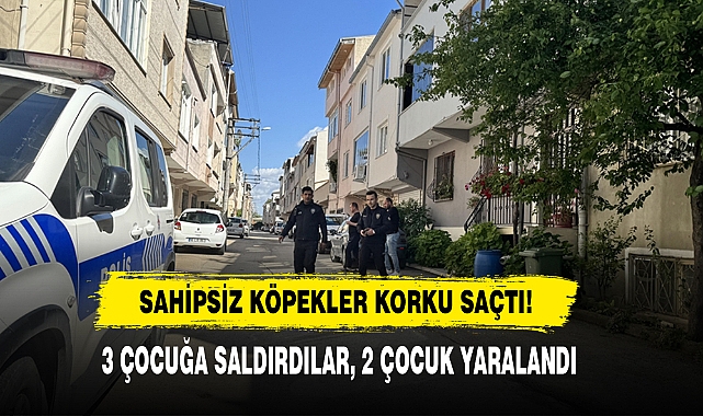 Sahipsiz Köpekler Korku Saçtı!