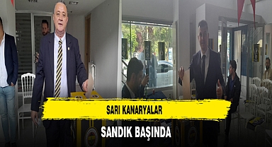 Sarı Kanaryalar Sandık Başında