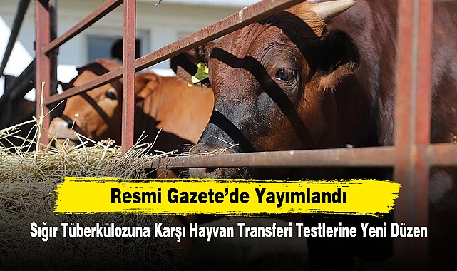 Sığır Tüberkülozuna Karşı Hayvan Transferi Testlerine Yeni Düzen: Resmi Gazete’de Yayımlandı